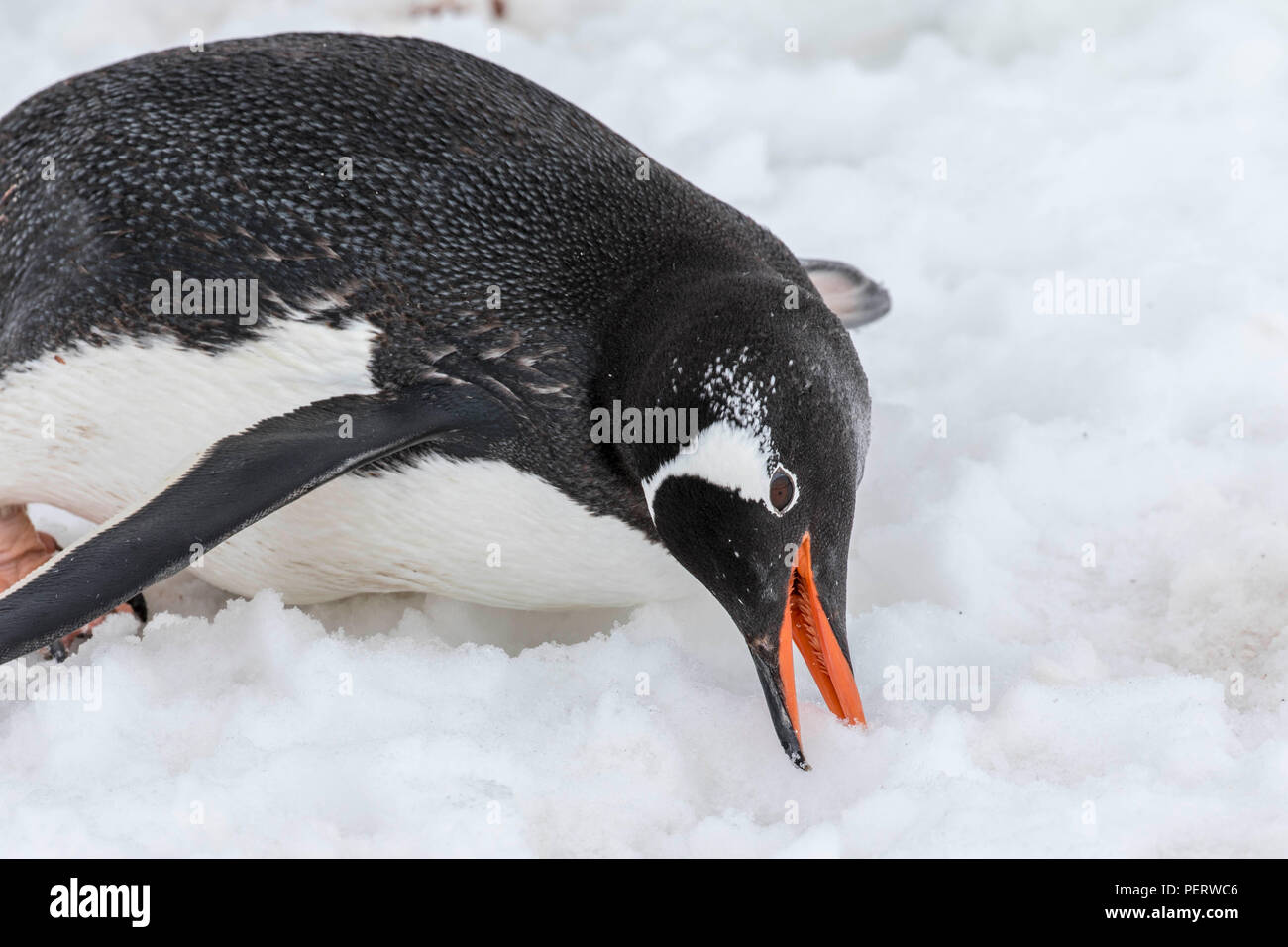 Gentoo penguin eating snow in Antarctica Stock Photo - Alamy