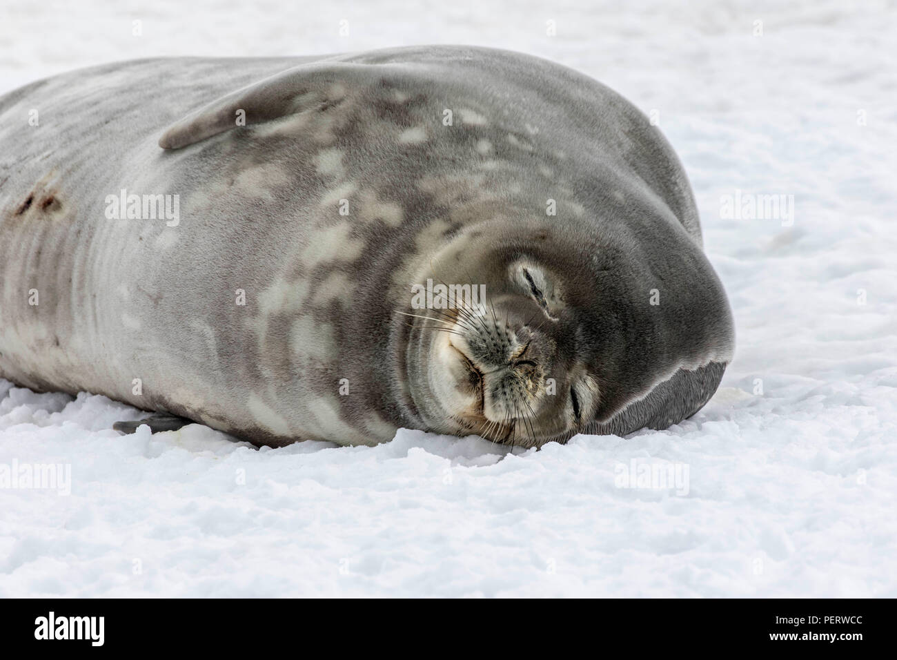 Crabeater seal in Antarctica Stock Photo