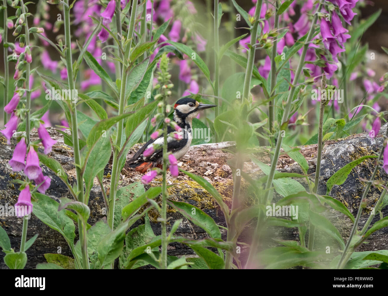 Great Spotted Woodpecker on ground among foxgloves Stock Photo
