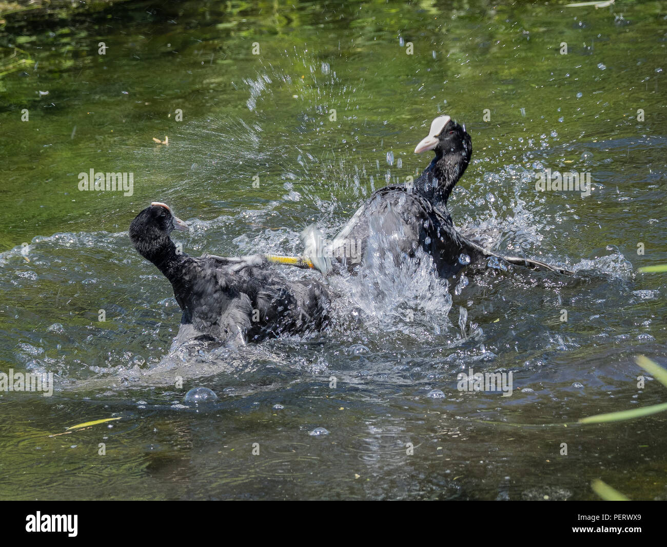 Fighting Eurasian Coots Stock Photo