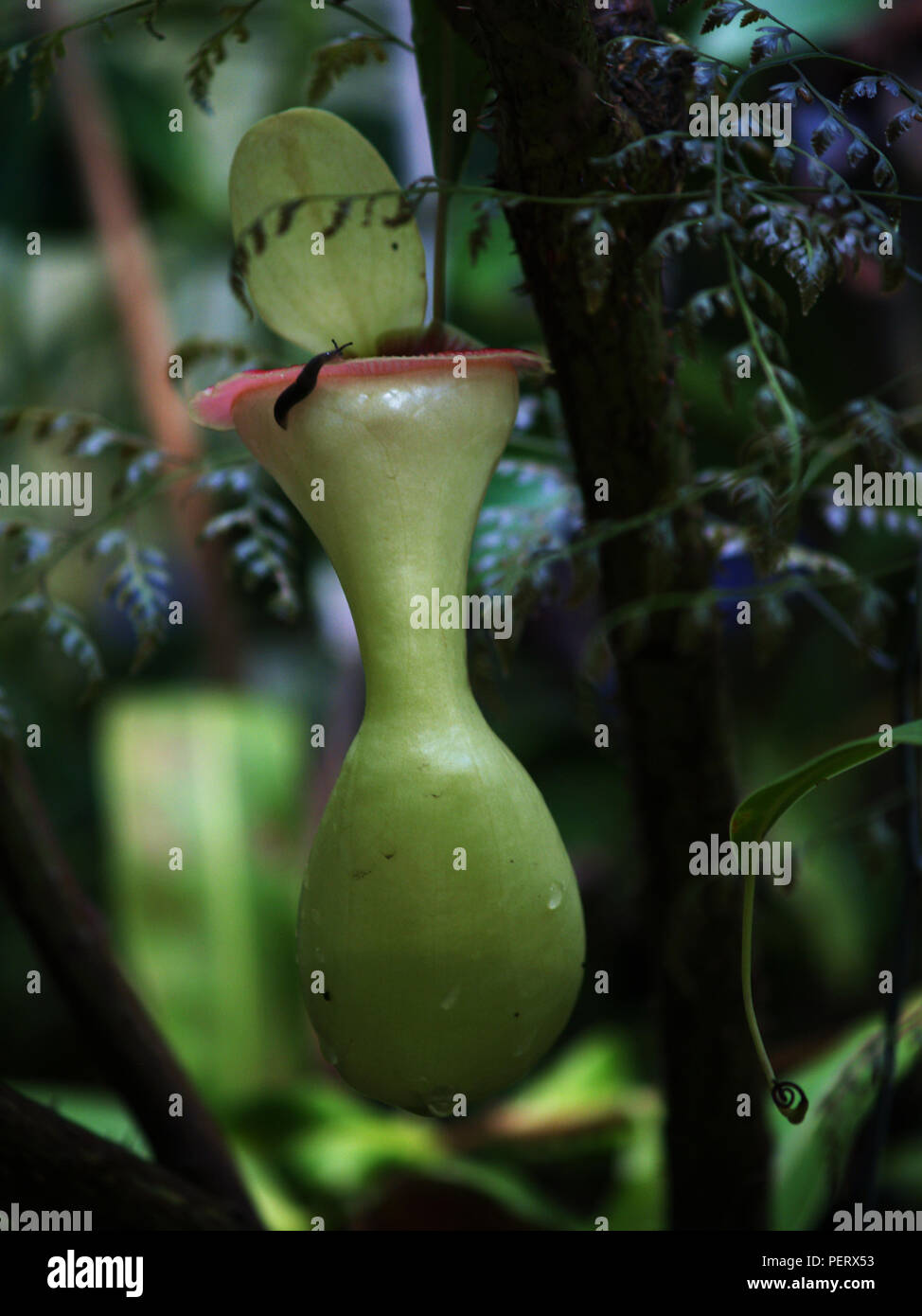Cup of pitcher plant prepare to catch quarry Stock Photo