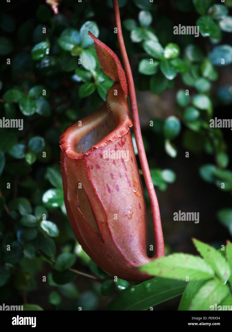 Cup of pitcher plant prepare to catch quarry Stock Photo