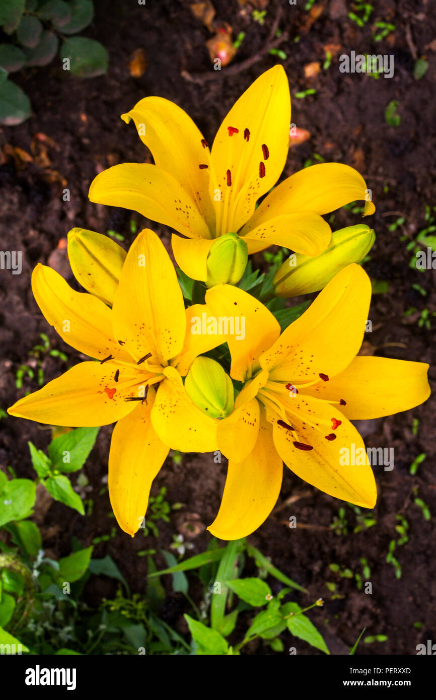yellow lilies summer flowers Stock Photo