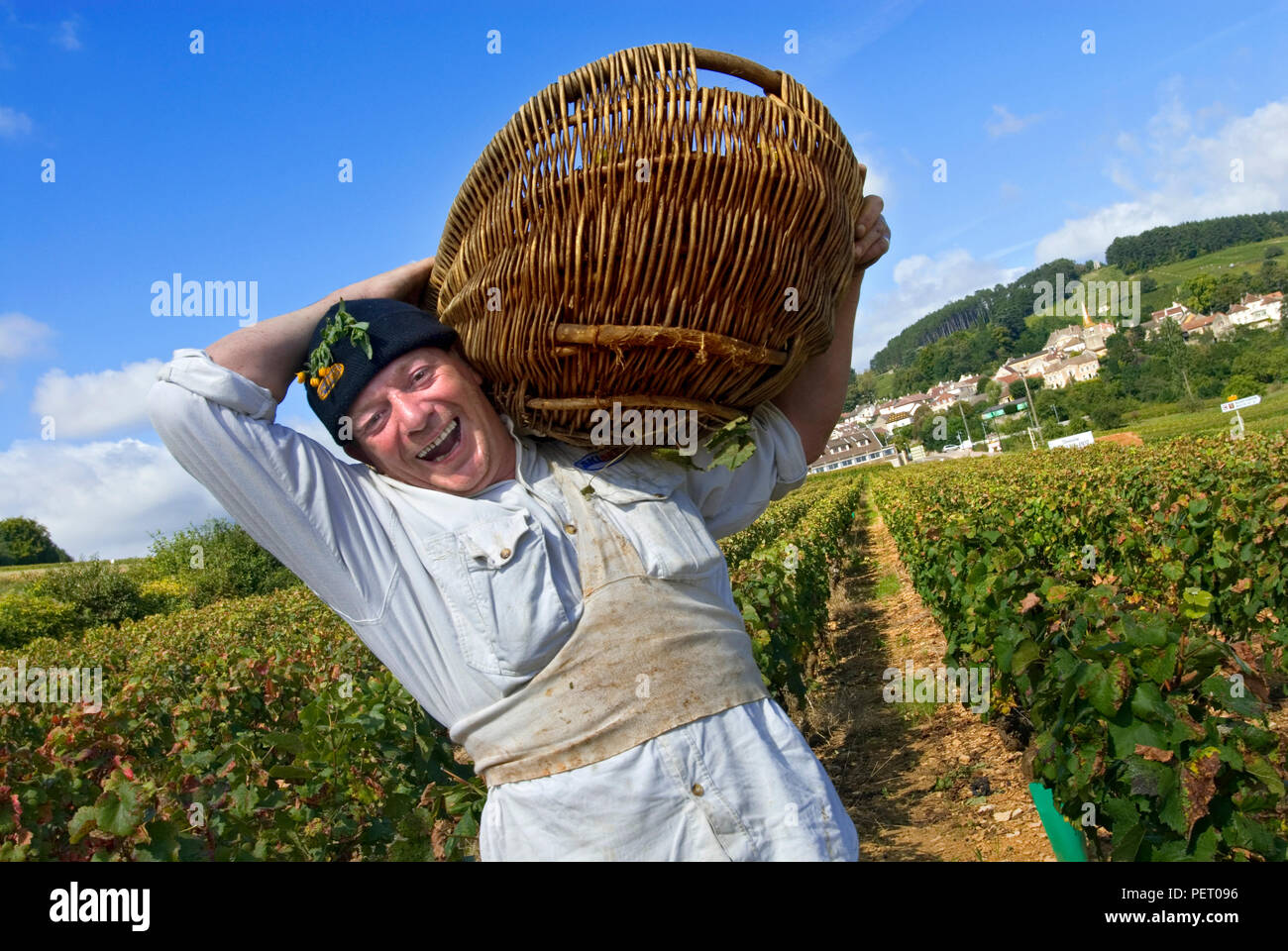 Grape picker with Burgundian wicker basket of Chardonnay grapes in the Louis Latour Ile des Vergelesses vineyard, Pernand Vergelesses, Burgundy France Stock Photo