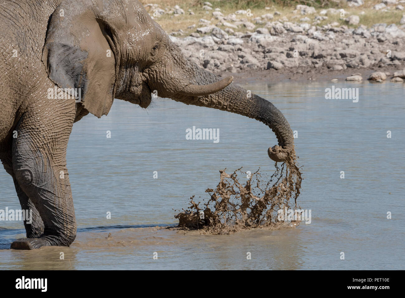 Elephants throwing dirt hires stock photography and images Alamy