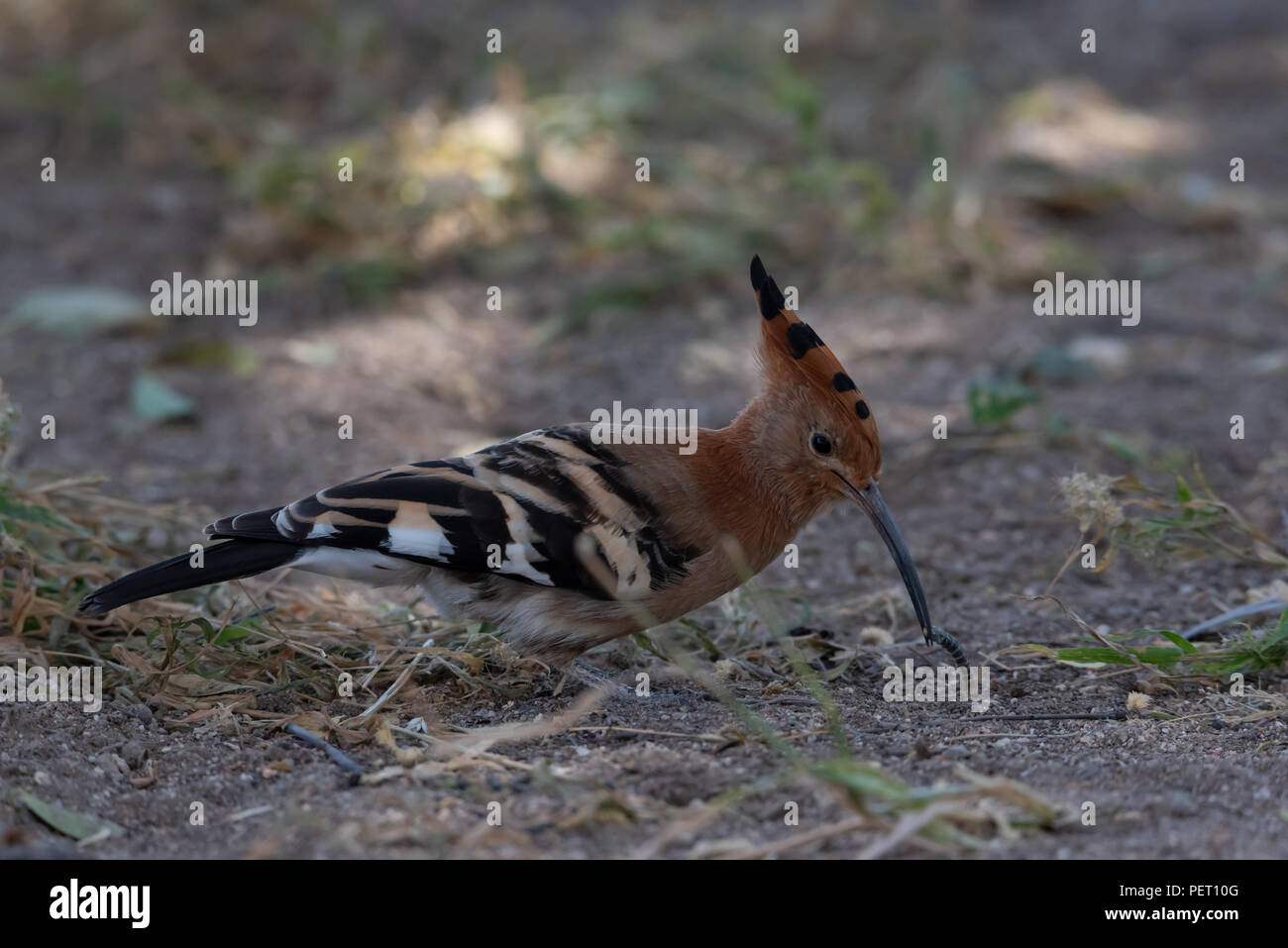 Successful Hoepoe foraging on ground with insect in beak Stock Photo