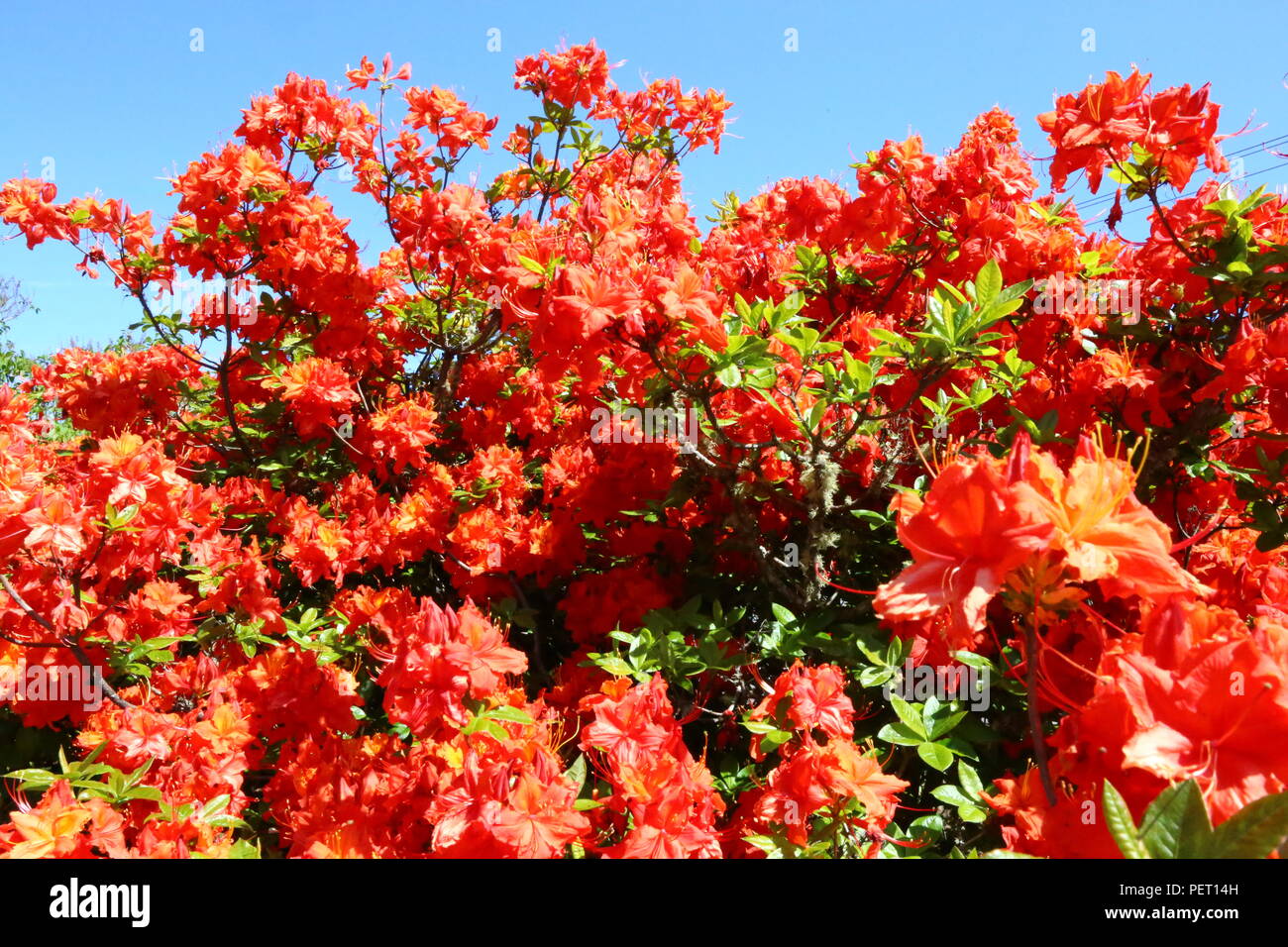 Orange flowers with green leaves against blue sky Stock Photo