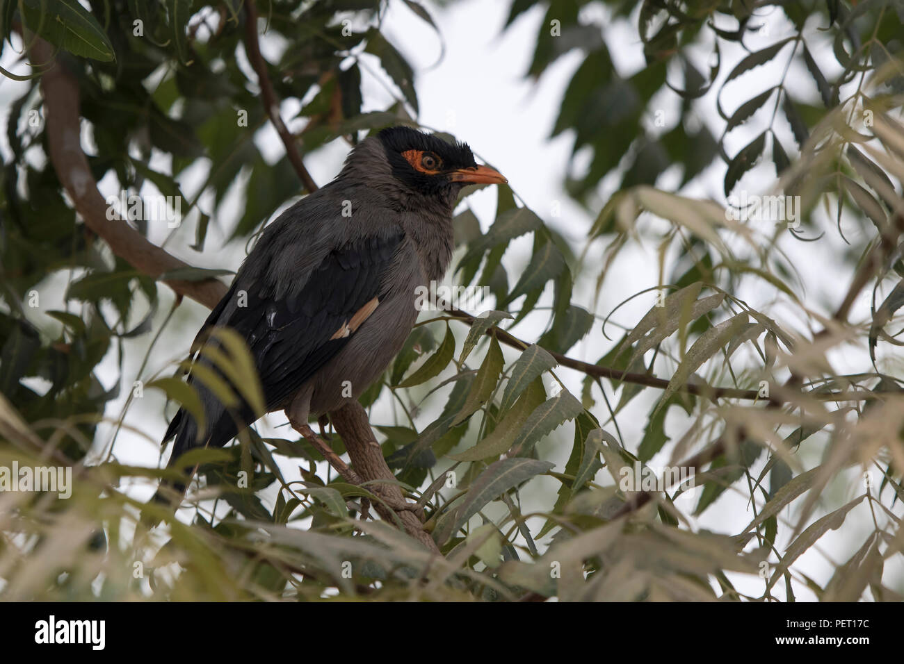 Bank Myna that is sitting on top of a tree on a cloudy winter day Stock Photo