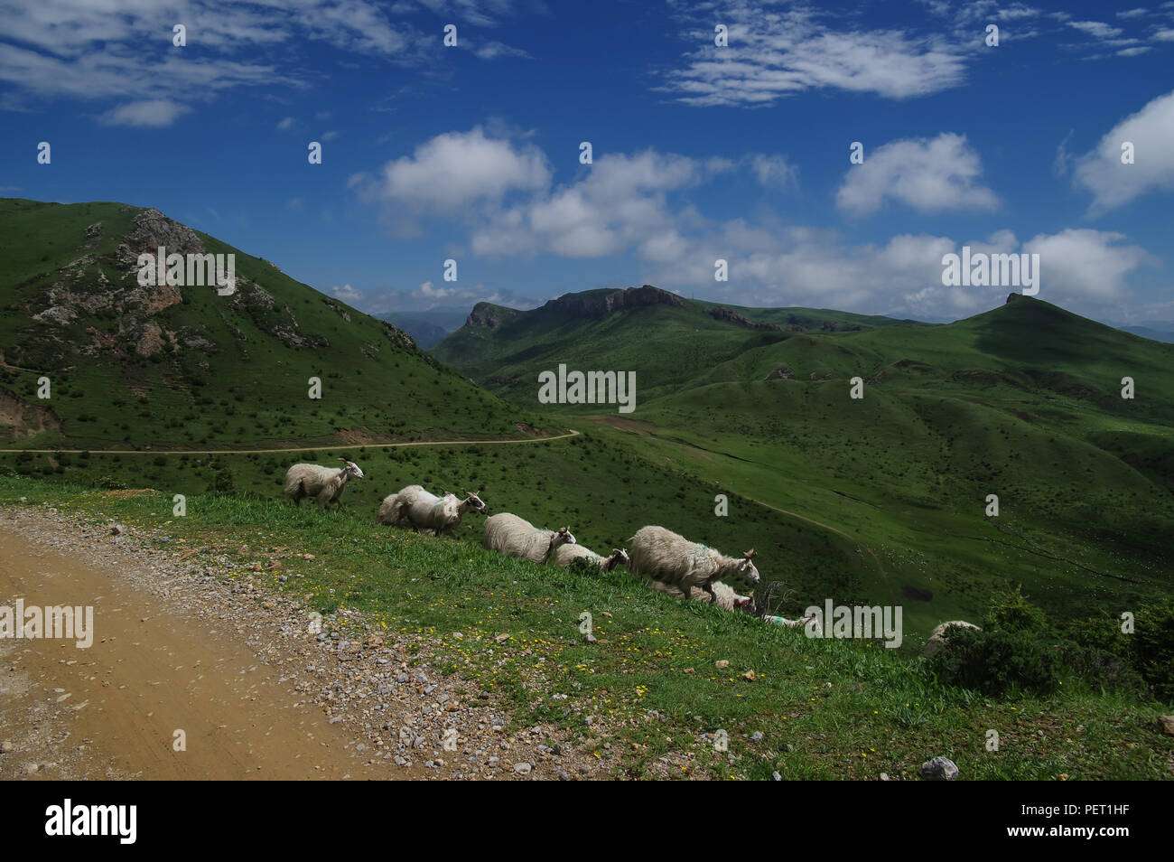A flock of sheep on the grass Stock Photo - Alamy