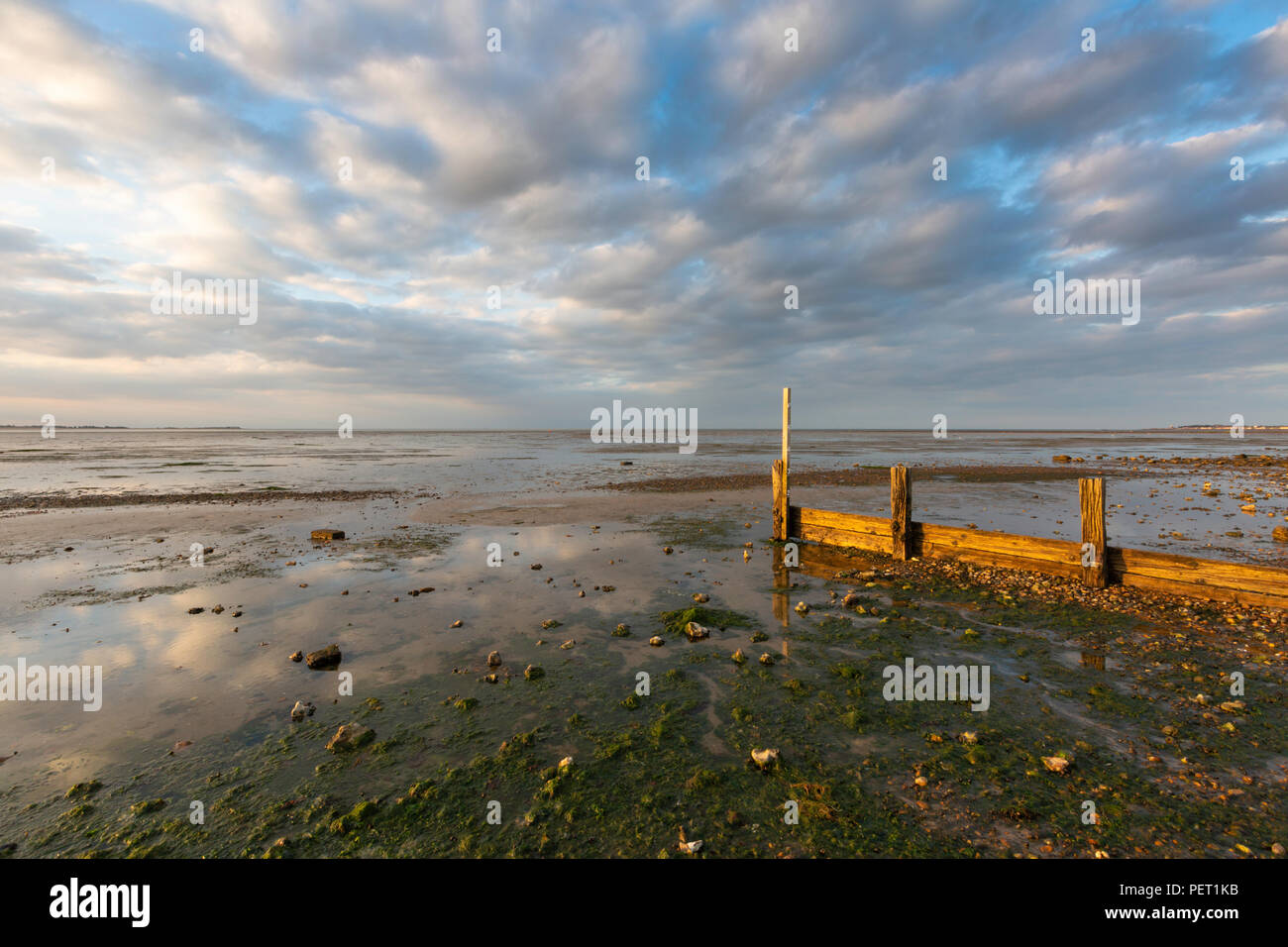 Beautiful golden light just before sunset reflected on a wooden sea defence plus a dramatic sky, Seasalter, Whitstable, Kent, UK on north Kent coast. Stock Photo