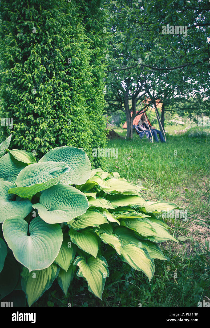 Hosta Variegata at garden design Stock Photo - Alamy