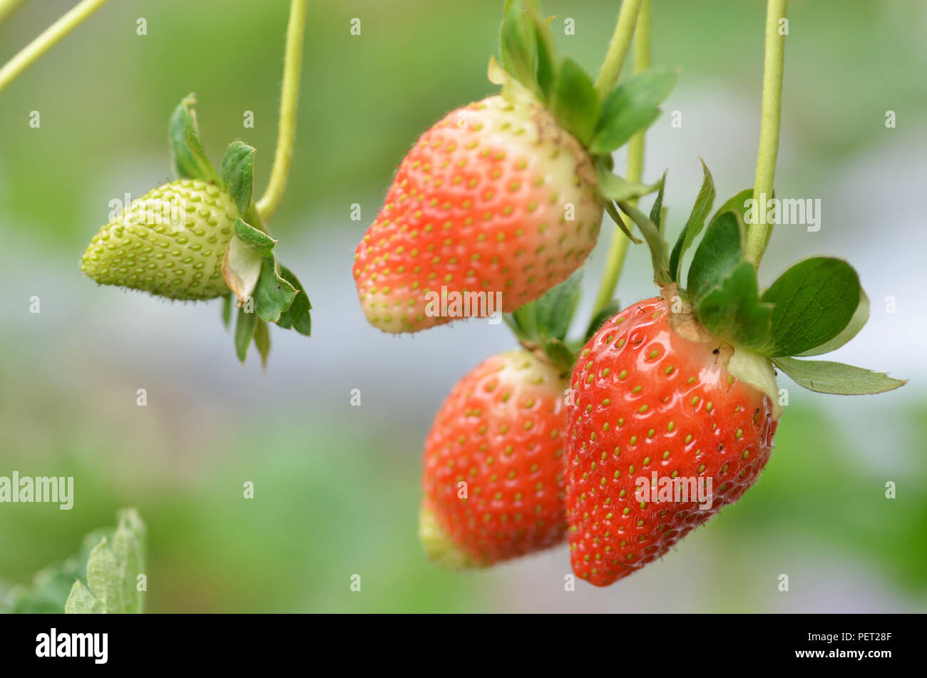kebun strawberry di kuching