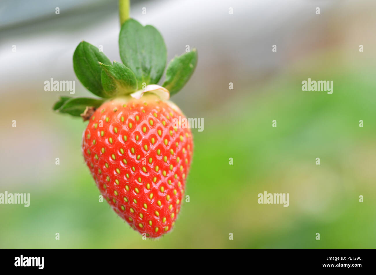 Fresh strawberries that are grown in greenhouses in Cameron Highland ...