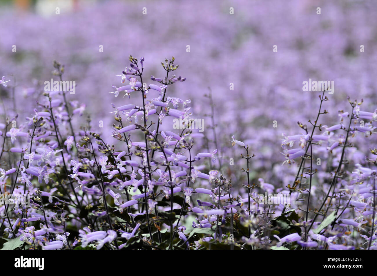 Plectranthus Mona Lavender flowers in the garden Stock Photo - Alamy