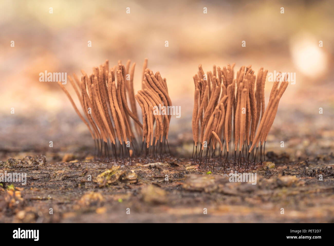 Chocolate Tube Slime Mold (Stemonitis sp.) brown fruiting bodies (sporangia) growing on a rotting log. Stock Photo