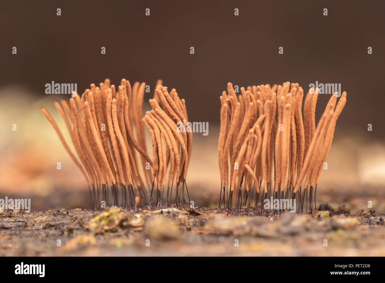 Chocolate Tube Slime Mold (Stemonitis sp.) brown fruiting bodies (sporangia) growing on a rotting log. Stock Photo