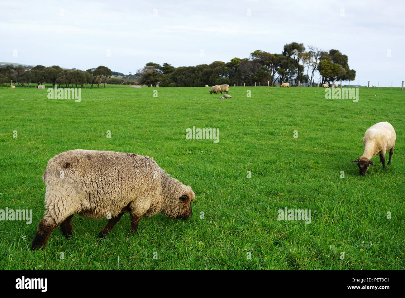 Sheep grazing on green grass field, in Australia Stock Photo - Alamy