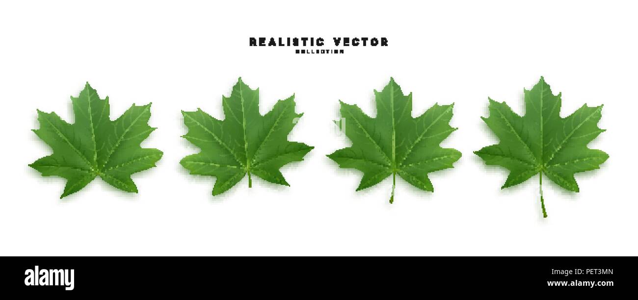 Set of green maple leaves, isolated on white background Stock Vector ...
