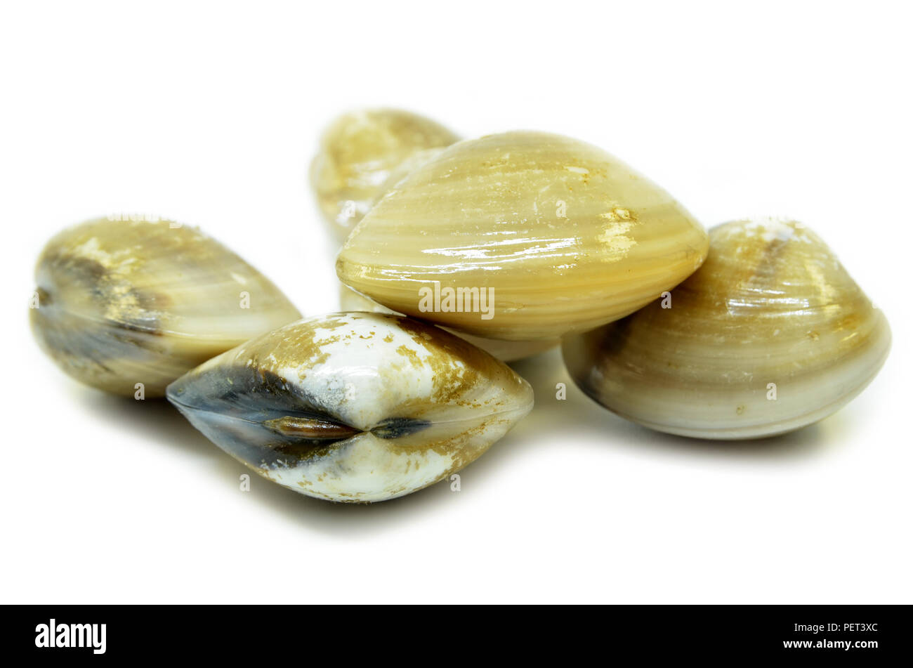 Fresh uncooked clams isolated on white background Stock Photo