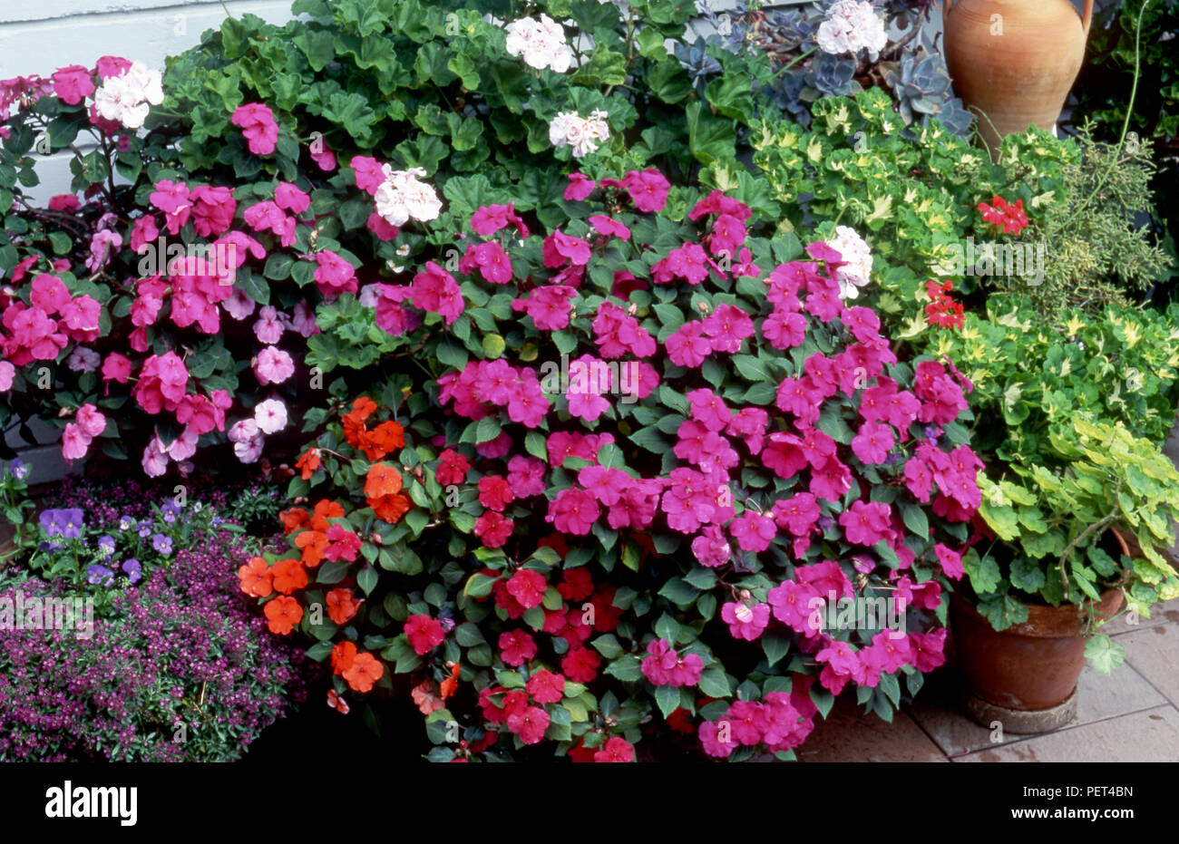 Garden pots of Impatiens (Busy Lizzies) hybrids Stock Photo