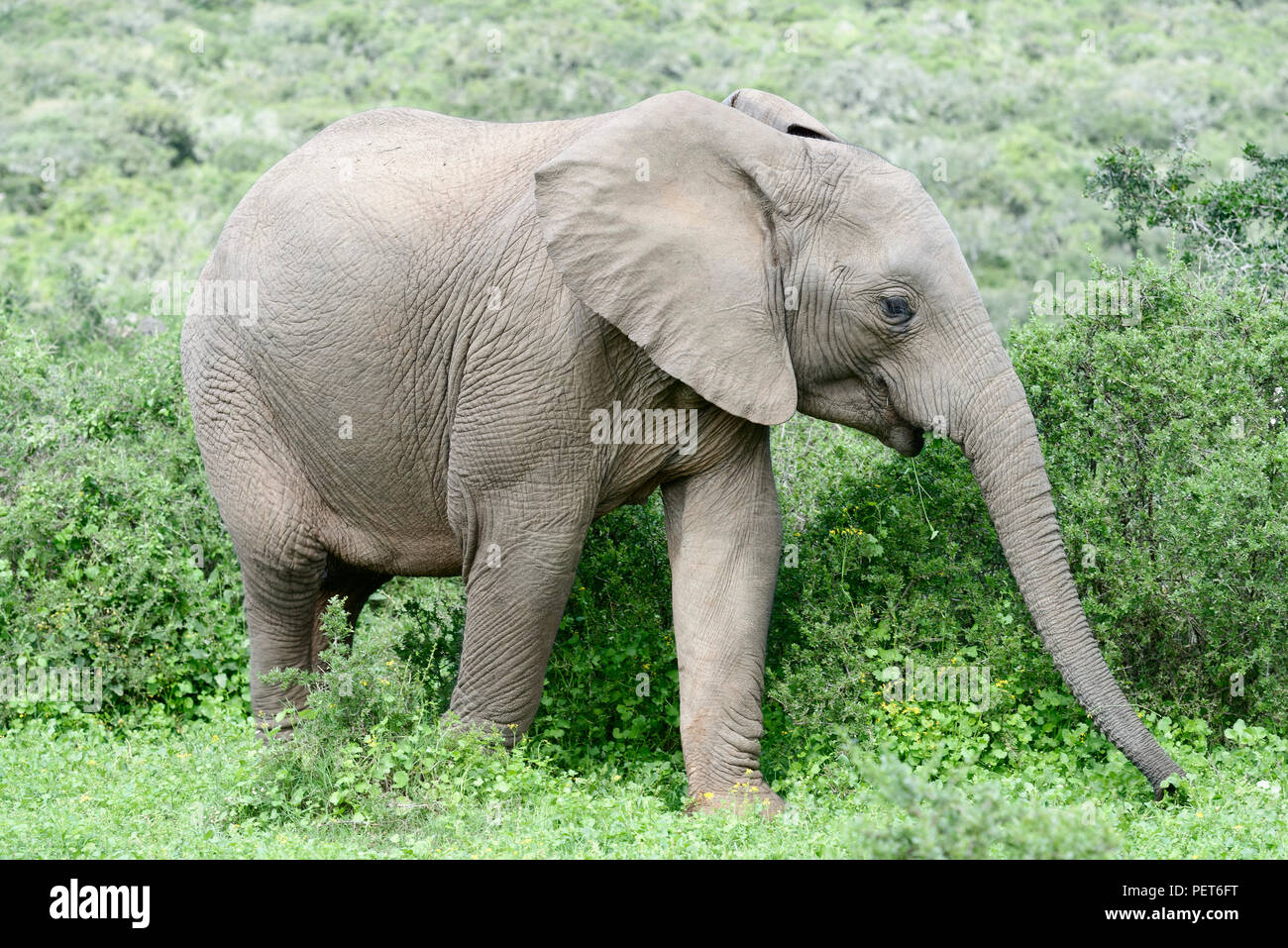 African Bush Elephant, Addo Elephant National Park, Eastern Cape, South Africa Stock Photo