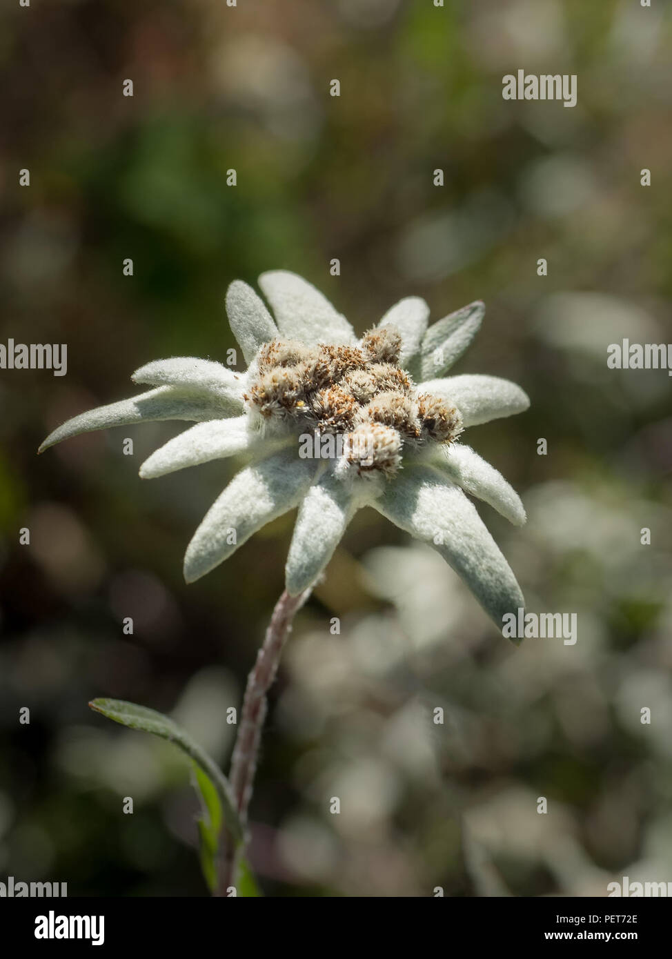 Close-up of the blossom of a edelweiss, Leontopodium nivale Stock Photo