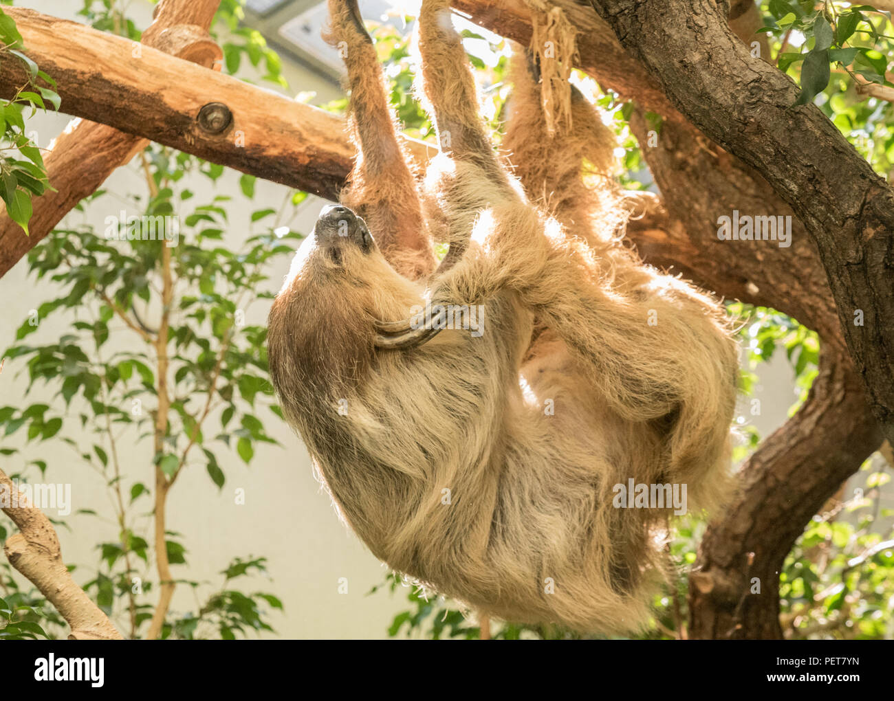 A very relaxed and chill three-toed, light brown Sloth, that is hanging from a tree by its legs, while scratching itself. Stock Photo