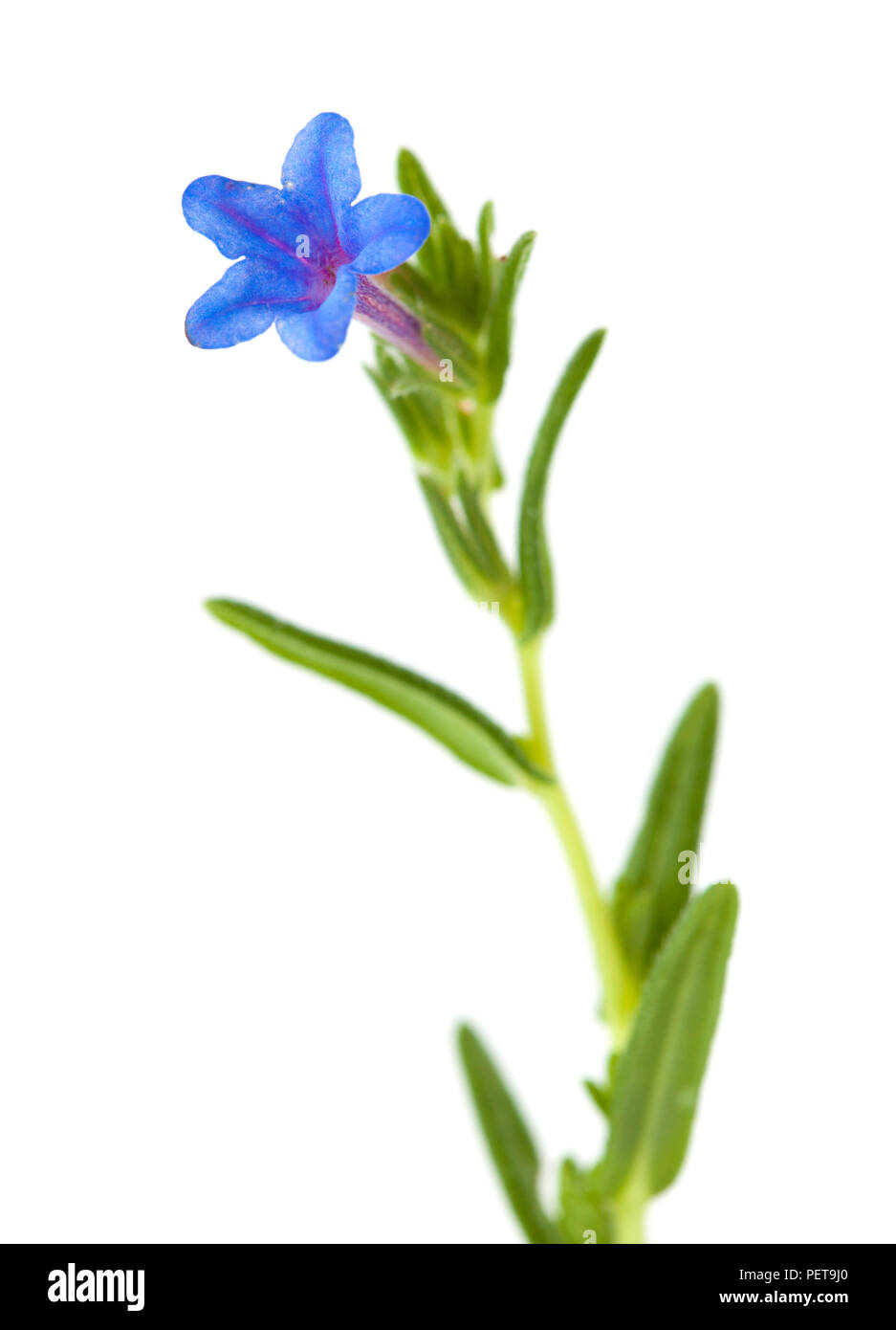Flora of Cantabria - Lithodora diffusa, purple gromwell,  isolated on white Stock Photo
