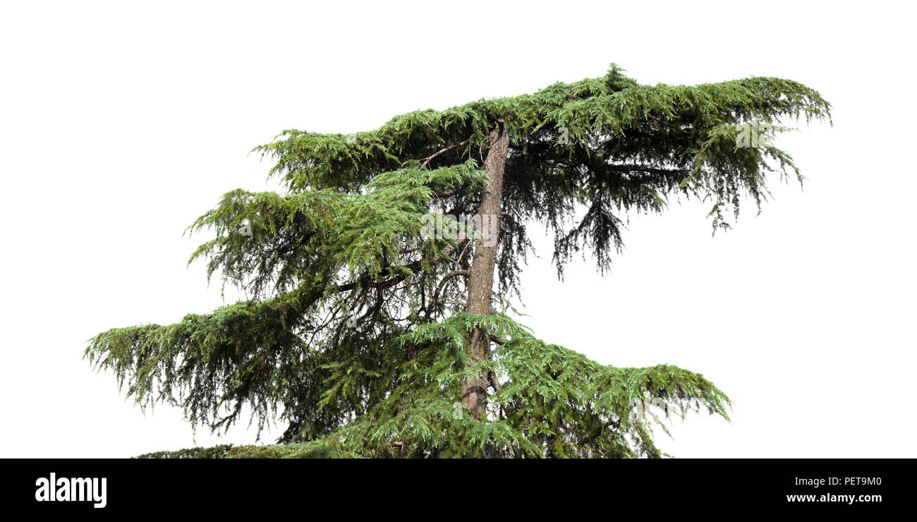 Cedrus libani, aka Cedar of Lebanon isolated on white background Stock Photo
