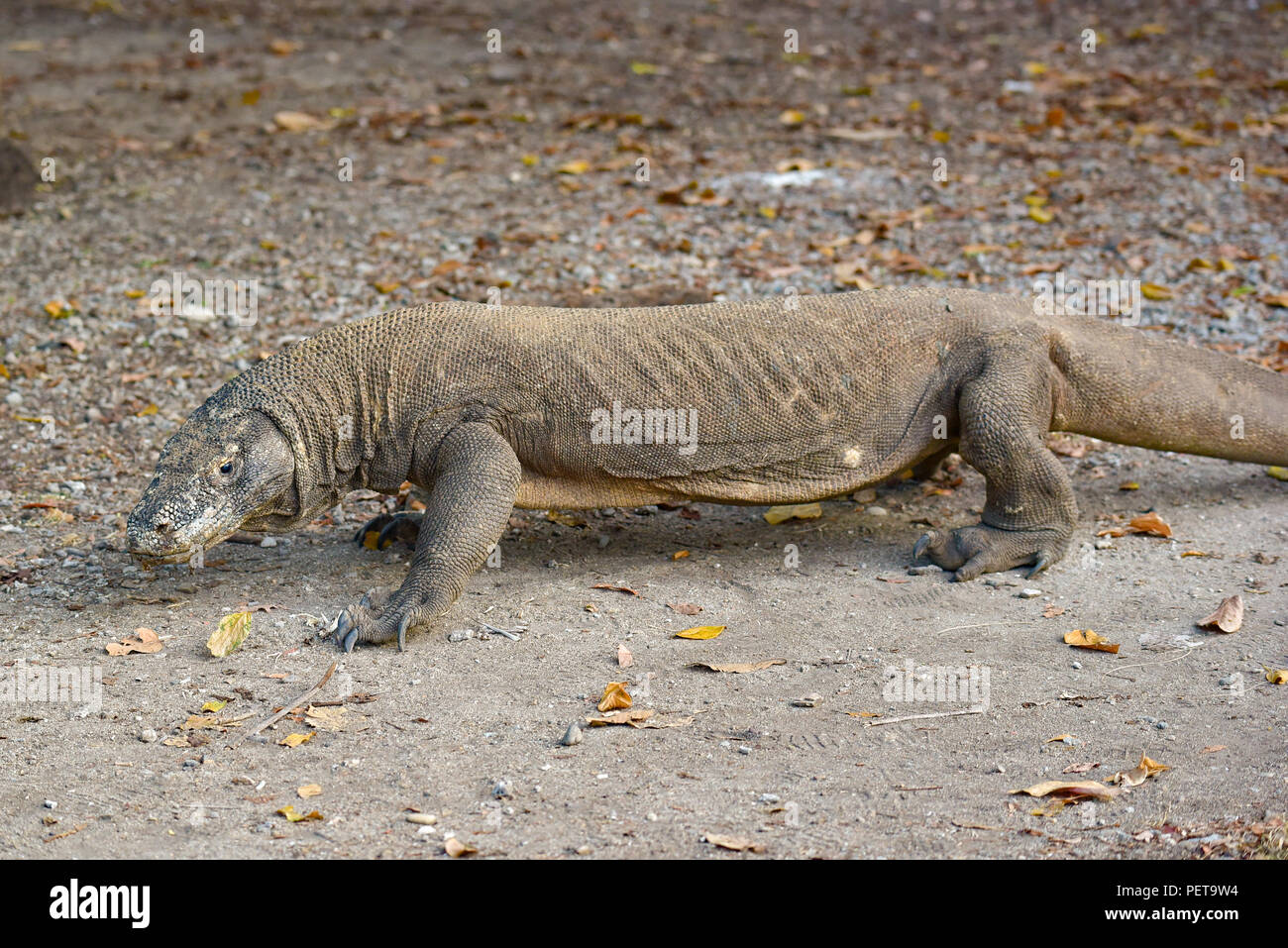 Wild Komodo dragon, the largest species of lizard, at Komodo National ...