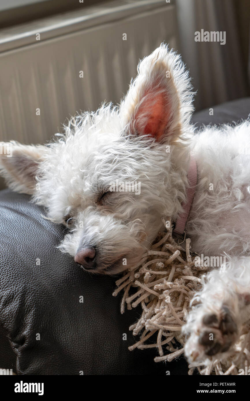 Small dog sleeping Stock Photo Alamy