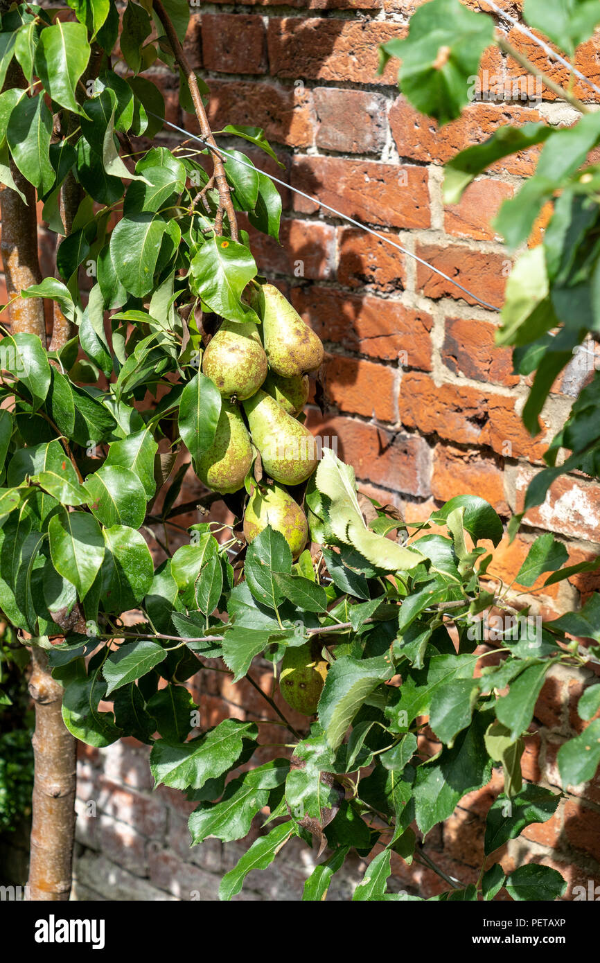 Pears on a tree against a brick wall Stock Photo Alamy