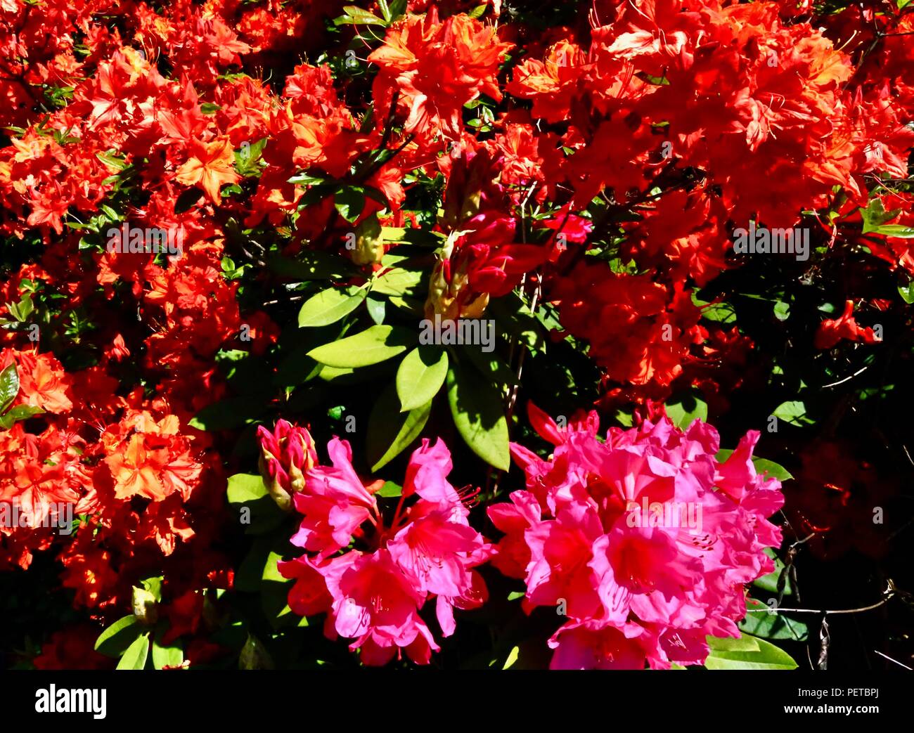 Orange and red flowers Stock Photo Alamy