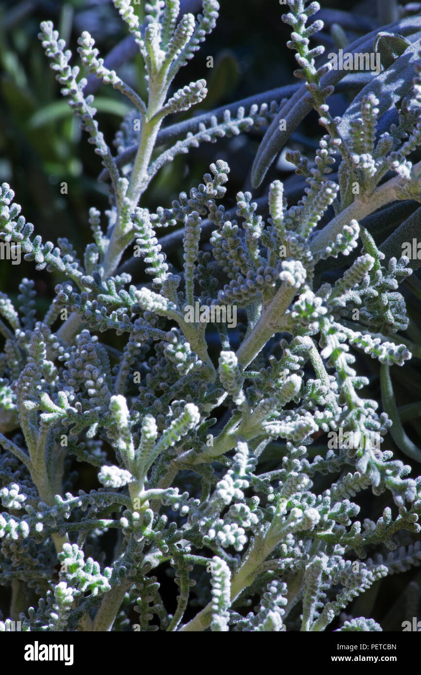 Cotton lavender plant Stock Photo