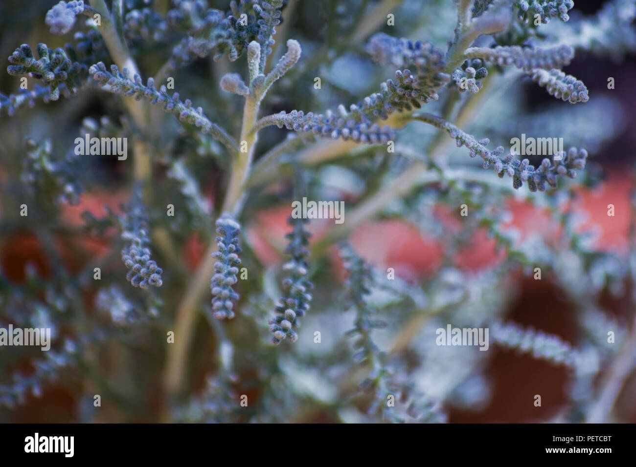 Cotton lavender plant Stock Photo Alamy