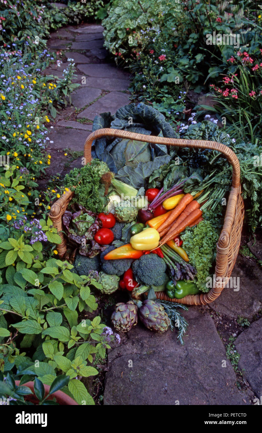 FRESHLY HARVESTED VEGETABLES IN WICKER BASKET ON GARDEN PATH EDGED WITH ASSORTED FLOWERS AND HERBS. Stock Photo