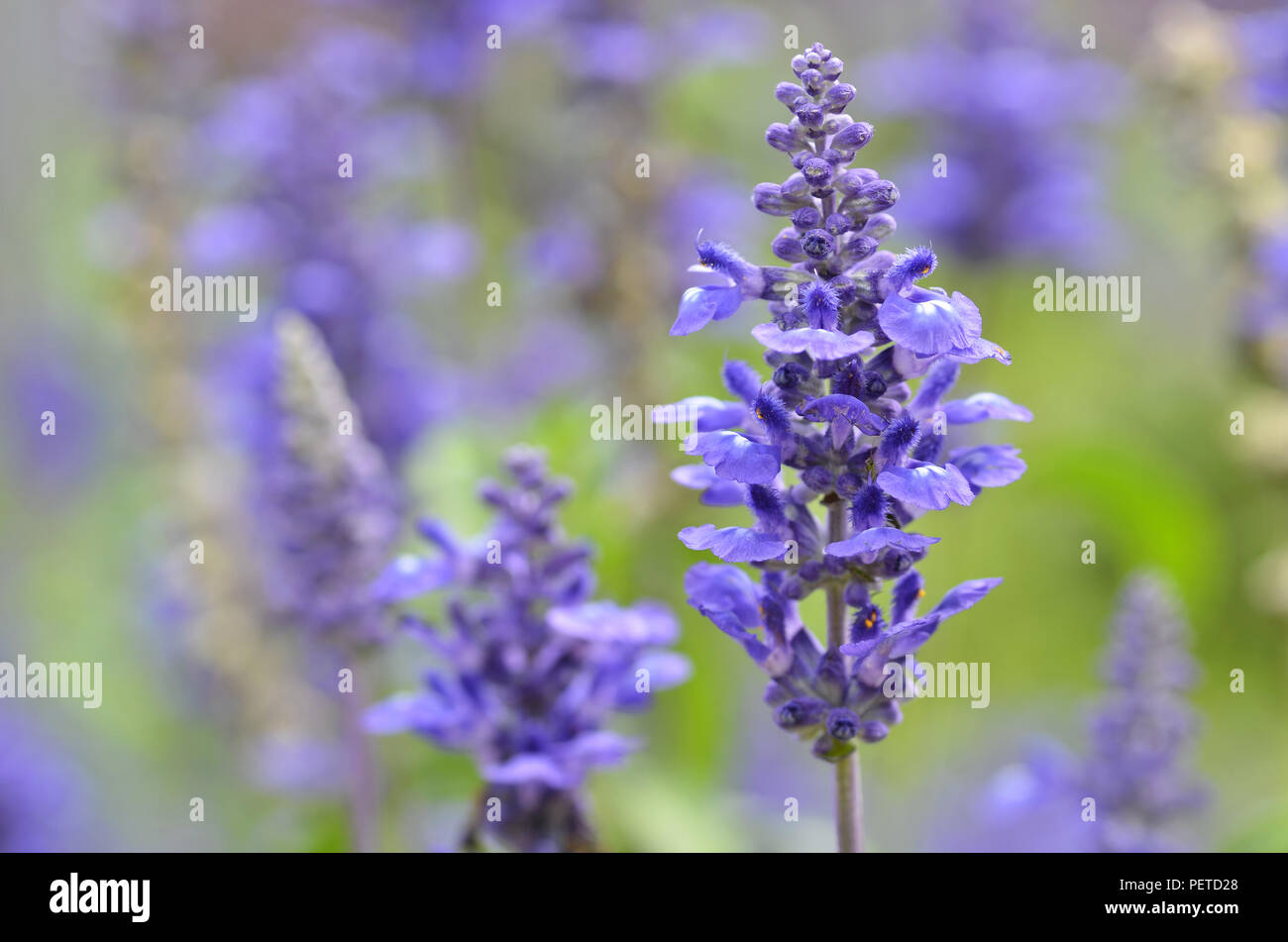 Blooming blue bugleweeds Ajuga in the summer meadow Stock Photo