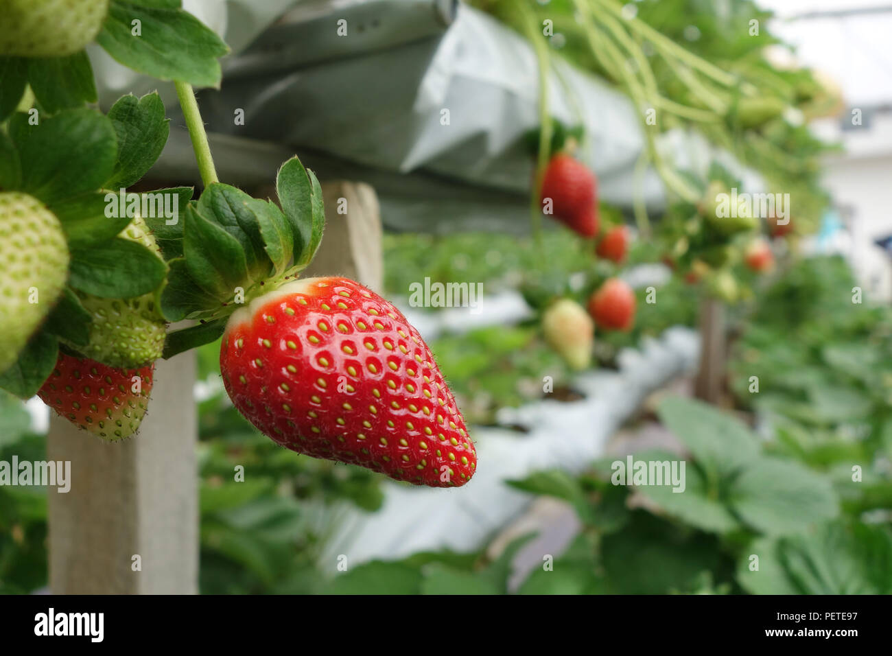 Cameron highlands malaysia strawberries plant hi-res stock photography ...
