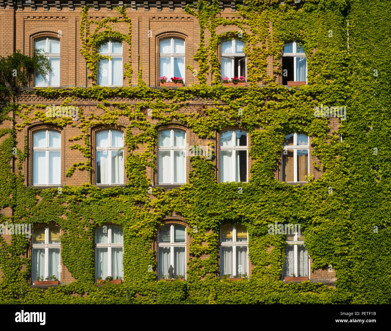 building facade covered with plants - house overgrown with ivy   - Stock Photo
