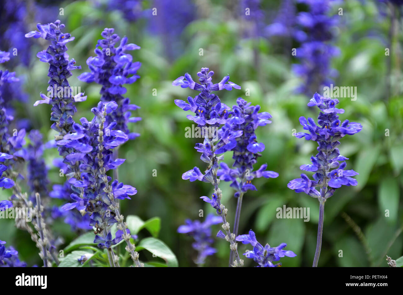 Blooming blue bugleweeds Ajuga in the summer meadow Stock Photo