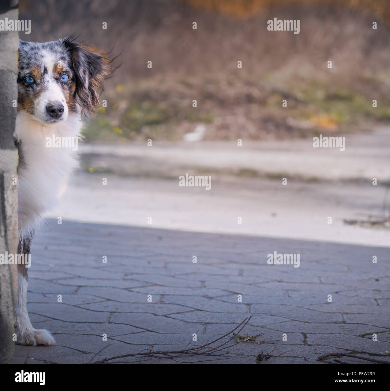 Mili the Miniature Australian Shepherd, city dog Stock Photo