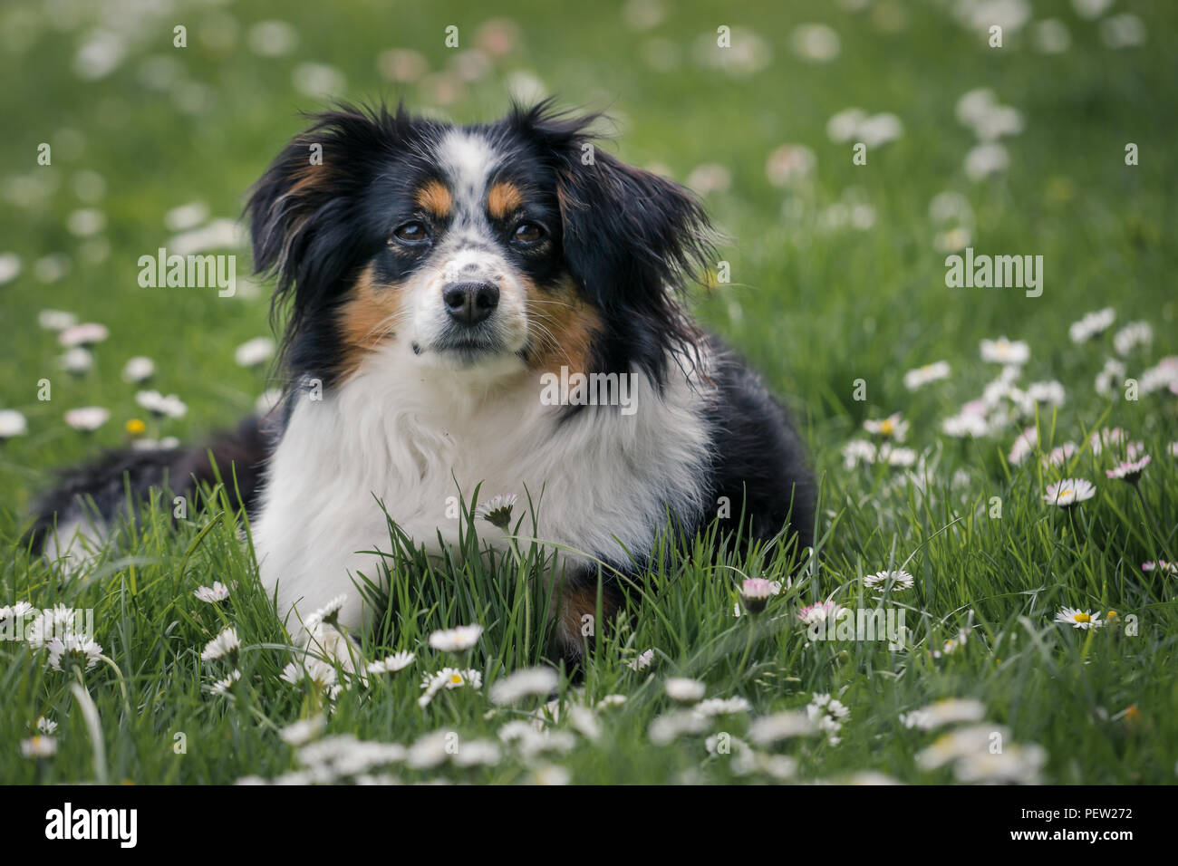 Nala the Miniature Australian Shepherd, Stock Photo