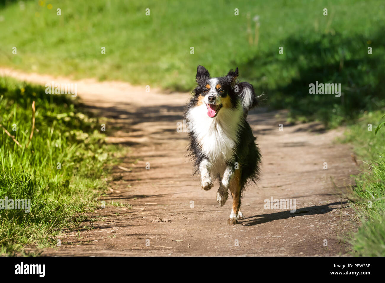 Nala the Miniature Australian Shepherd, running on a path Stock Photo