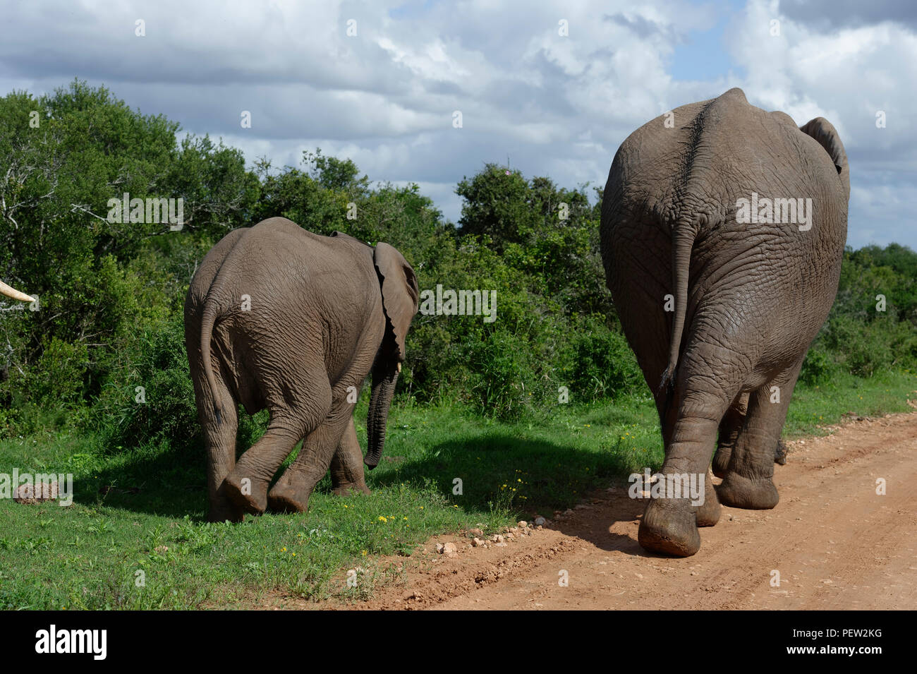 African Bush Elephant, Addo Elephant National Park, Eastern Cape, South Africa Stock Photo