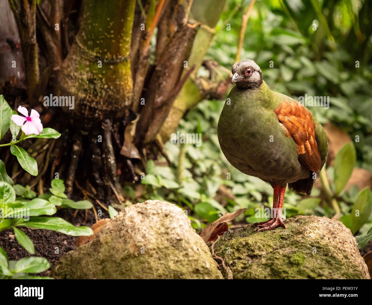 A female crested partridge in a rain forest Stock Photo