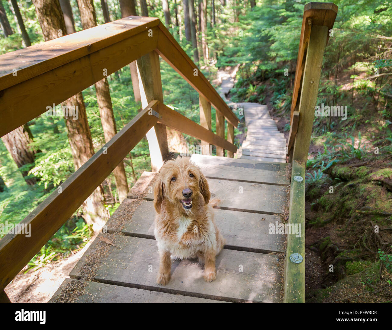 Labradoodle dog on a forest walking path. Stock Photo