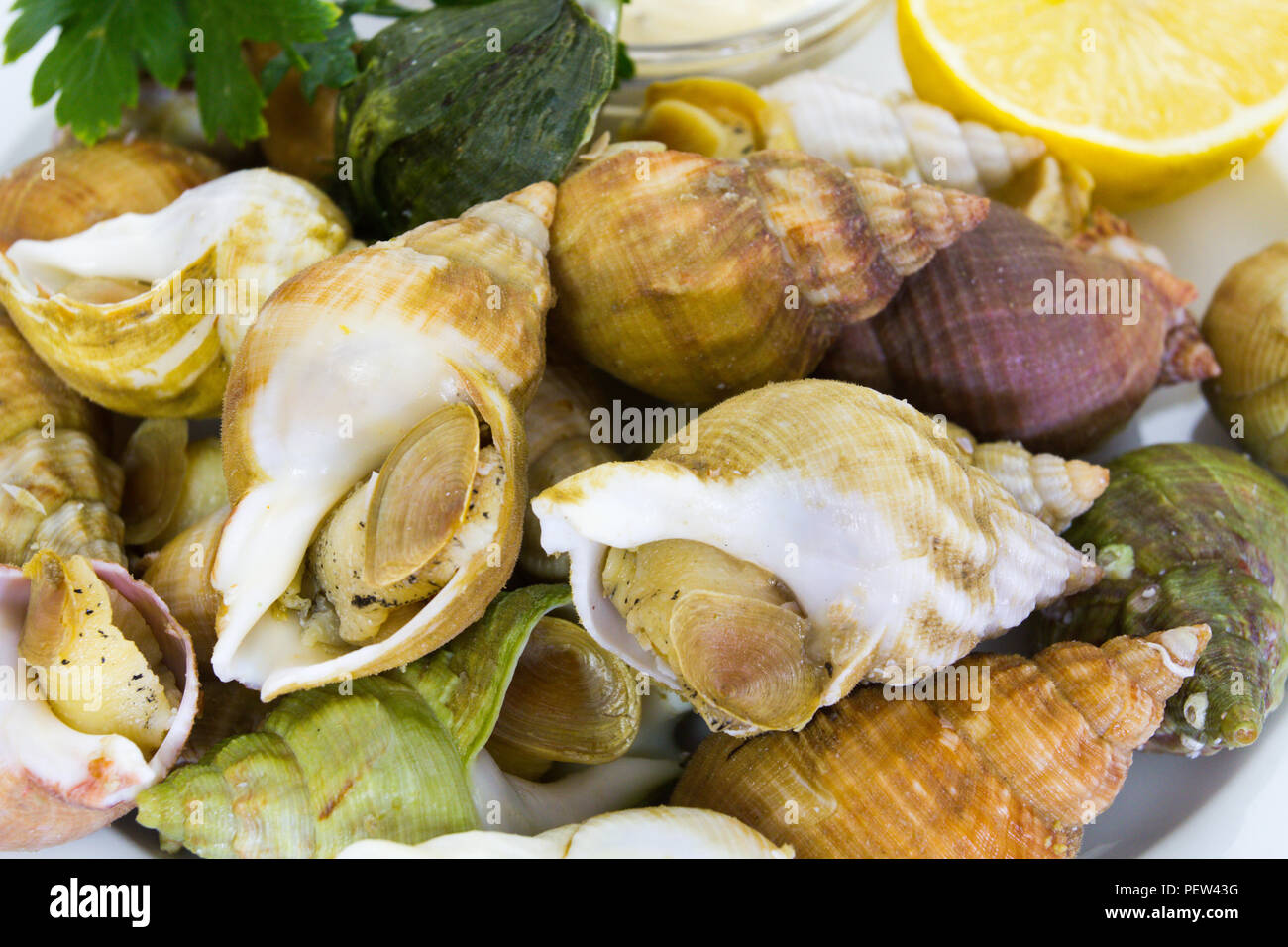Whelk cooked Stock Photo
