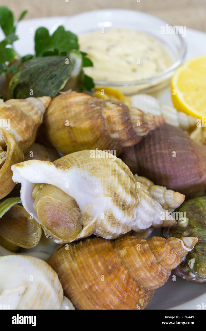 Whelk cooked Stock Photo