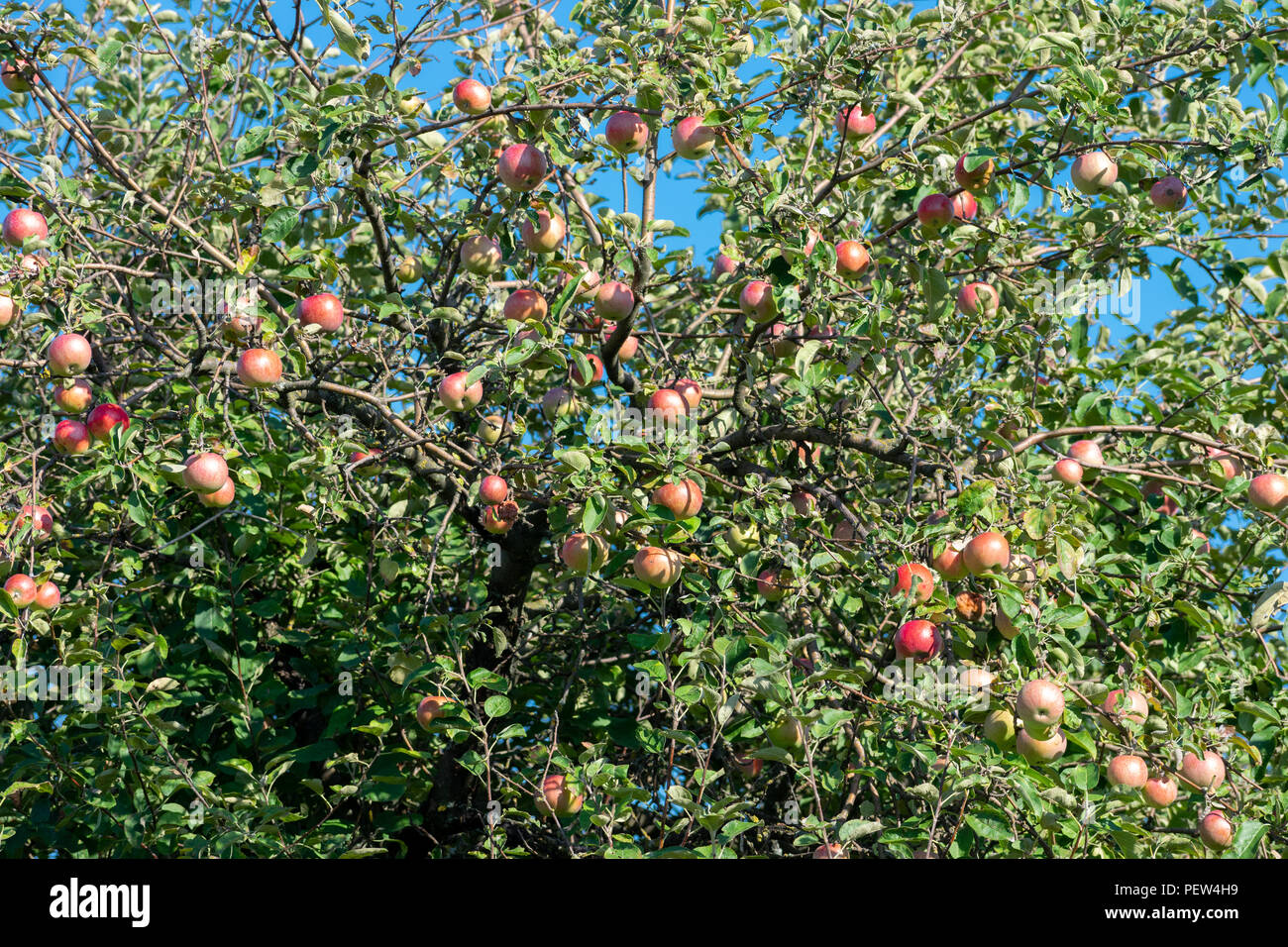 Apples growing on the trees in the garden Stock Photo - Alamy