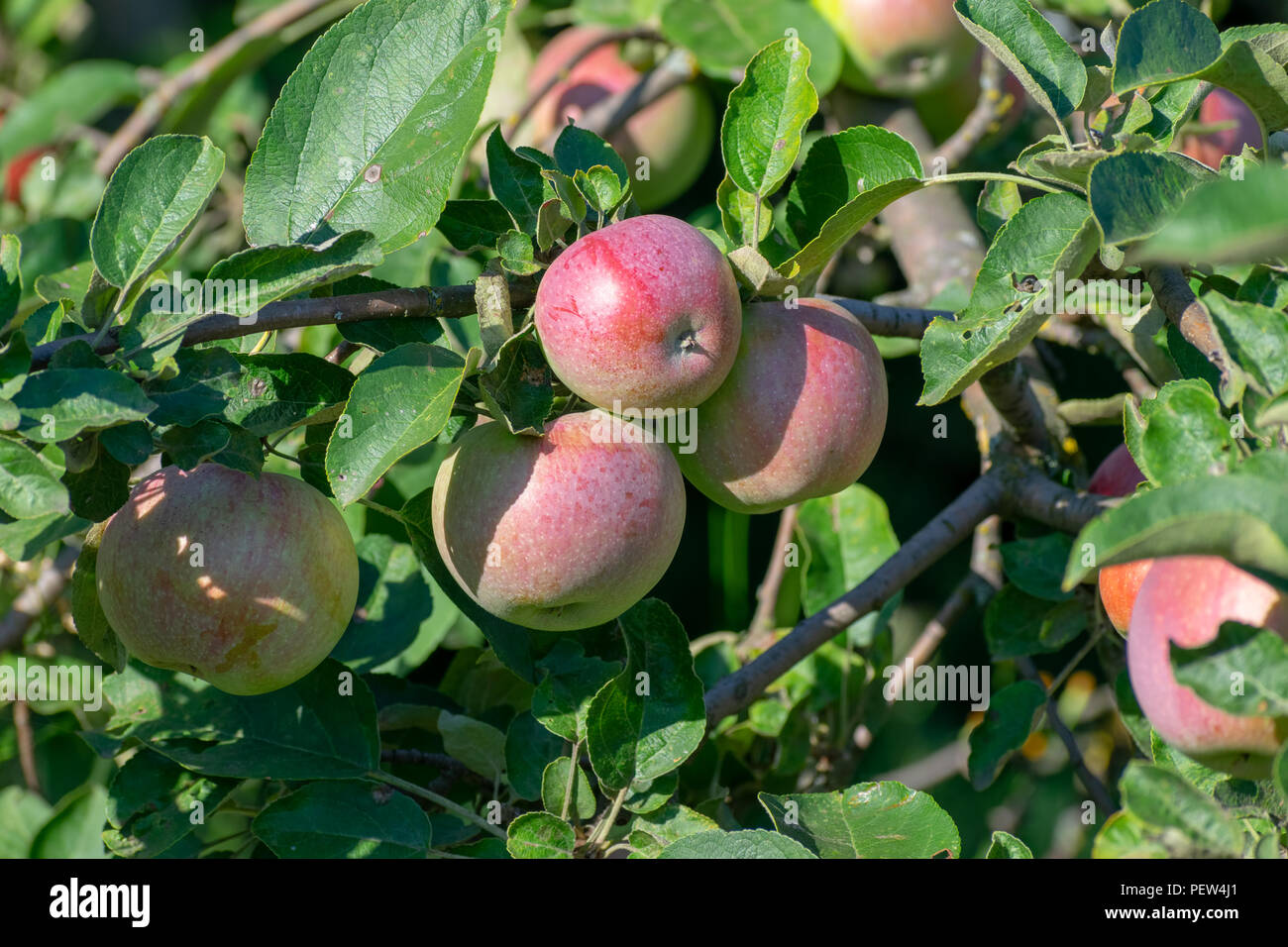 Apples growing on the trees in the garden Stock Photo - Alamy